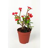 Dikenler Tacı Euphorbia Miili MİNİ Kırmızı Çiçekli Kaktüs Kral Tacı Dikenli Taç 5.5 cm Saksıda Özel Tür