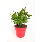 Dikenler Tacı Euphorbia Miili Mini Kral Tacı Dikenli Taç Çiçekli Kaktüs 12 cm Saksıda Özel Tür