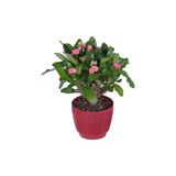Dikenler Tacı (Euphorbia Milii) 10-20 Cm