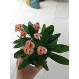 Dikenler Tacı (euphorbia Milii) 15-20cm