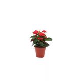 Dikenler Tacı Euphorbia Milii Çiçeği Fidanı 10-20 Cm Bayrak Kırmızı