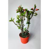 Dikenler Tacı Euphorbia Milii Kırmızı 12'lik Saksıda Büyük Boy