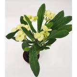Dikenler Tacı Euphorbia Milii