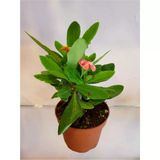 Dikenler Tacı Euphorbia Milli 10-20 Cm