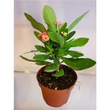 Dikenler Tacı Euphorbia Milli Fidanı 10-20 Cm
