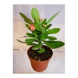 Dikenler Tacı Euphorbia Milli Fidanı Turuncu 10-20 Cm