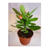 Dikenler Tacı Euphorbia Milli
