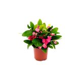 Dikenler Tacı Euphorbia Millii Saksı Çapı 12 cm Dikenler Tacı