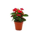Dikenler Tacı Fidanı Fidesi 10-20 cm