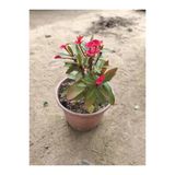 Dikenler Tacı Fidesi Pembe - Milli Çiçeği - Euphorbia