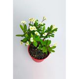 Dikenler Tacı Japon Iğnesi Euphorbia Milii (Sarı)