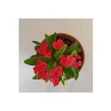 Dikenler Tacı Kırmızı Tropikada Millie Euphorbia (Kırmızı)