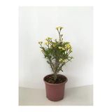 Dikenler Tacı Küçük Çiçekli Euphorbia Milli (Sarı) 10-20 cm