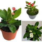 Dikenler Tacı Milli Euphorbia Set 3 Adet Kırmızı-pembe-beyaz
