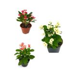 Dikenler Tacı Milli Kırmızı-beyaz-pembe Renk 3 Adet Saksılı 10-20cm Euphorbia
