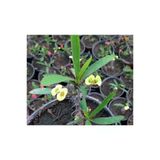 Dikenler Tacı Saksıda Sarı - Milli Çiçeği - Euphorbia 10-20 Cm