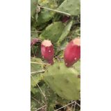 Dikenli Incir 3 Adet Saksısız Çelik Hint Inciri Kaynana Dili Frenk Yemişi Kürek Yemişi 7125402154523