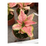 Dikenlitel Aglaonema Çin Herdemyeşili