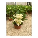 Dikenlitel Milli Dikenler Tacı (euphorbia) Beyaz Çiçekli