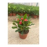 Dikenlitel Milli Dikenler Tacı (euphorbia) Kırmızı Çiçekli