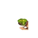 Dikkat Çekici Yaprak Güzeli Çiçeği 1 Adet (5-10 Cm) İç/Dış Mekan Bitkisi, BTSNN17042482