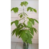 Dişbudak Yapraklı Akçaağaç Fidanı 30-50 cm
