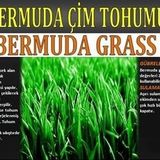 Dlf Bermuda Çimi (Ayrık Otu)Tohumu 1 kg