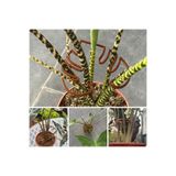 DmeFlora Yaprak Görünümlü Bitki Gövde Sabitleme ve Destek Klipsi 4 Adet