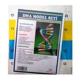 Dna Model Yapım Deney Seti 2 Adet