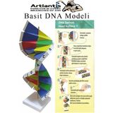 Dna Modeli 1 Paket Kartondan Dna Yapım Seti Dna Sarmalı Deney Yapım Seti Fen Bilimler