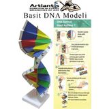 Dna Modeli 1 Paket Kartondan DNA Yapım Seti Dna Sarmalı Deney Yapım Seti Okul Materyali Fen Bilimleri