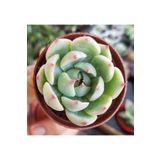 doğa bahçesi Echeveria Chiuahuensis Özel Tür Sukulent 5,5 cm Saksı
