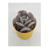 DOĞA BAHÇESİ Echeveria Cubic Frost Sukulent 5,5cm Saksılı