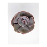 DOĞA BAHÇESİ Echeveria Dusty Rose İthal Koleksiyonluk Tür Sukulent 5,5cm Saksılı