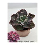 DOĞA BAHÇESİ Echeveria First Lady İri Yapraklı Koleksiyonluk Tür Sukulent 8.5cm Saksılı