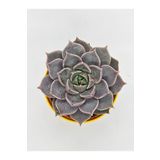 DOĞA BAHÇESİ Echeveria Joe İthal Koleksiyonluk Tür Sukulent 5,5cm Saksılı