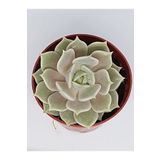 doğa bahçesi Echeveria Lola Özel Tür Sukulent 5,5cm