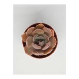 doğa bahçesi Echeveria Marrom (Brown Olive) Sukulent 5,5cm Saksılı