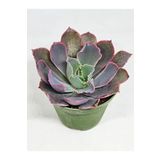 DOĞA BAHÇESİ Echeveria Neonbreakers İthal Koleksiyonluk Tür Sukulent 5,5cm Saksılı