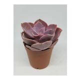 doğa bahçesi Echeveria Perle Pembe Sukulent 5.5cm