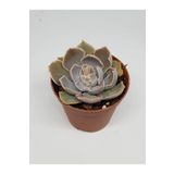 doğa bahçesi Echveria Pink Frils Özel Tür Sukulent 5,5cm Saksı