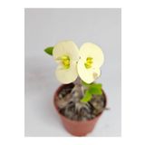 DOĞA BAHÇESİ Euphorbia Milii Beyaz Çiçek Açan Kaktüs 5,5cm Saksılı