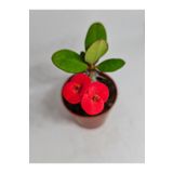 DOĞA BAHÇESİ Euphorbia Milii Kırmızı Çiçek Açan Kaktüs 5,5cm Saksılı