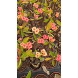 DOĞA BAHÇESİ Euphorbia Milii Pink Butterfly - Pembe-Turuncu Çiçek Açan Dikenler Tacı 5.5cm Saksılı