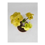 DOĞA BAHÇESİ Euphorbia Milii Sarı Çiçek Açan Kaktüs 5,5cm Saksılı