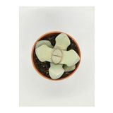 DOĞA BAHÇESİ Lithops Lapidaria Margaretae Koleksiyonluk Tür Kaktüs 5.5cm Saksılı
