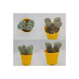 DOĞA BAHÇESİ Lithops XXLarge Old Plant Taş Kaktüs 5,5cm Saksılı