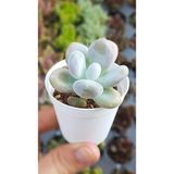 doğa bahçesi Pachyphytum Oviferum Moonstone - Ay Taşı Sukulent 5,5cm Saksılı