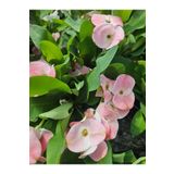 DOĞA BAHÇESİ Tayland Milii - Dikenler Tacı İri Açık Pembe Çiçek Açan ( Bitki Boyu 5-7 Cm'dir) 5.5cm Saksılı