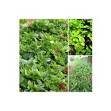 Doğa Çiçekçilik 20 Adet Buz Çiçeği Fidesi 828828ek